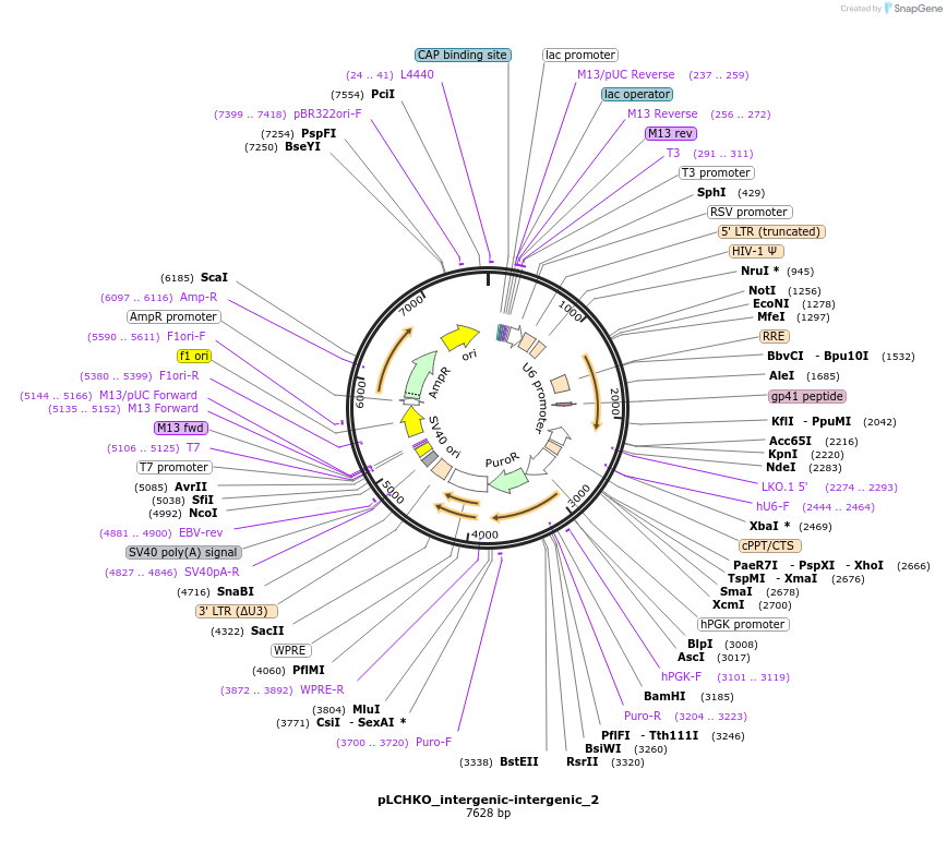 155078-plasmid-map-sequence-id-308534