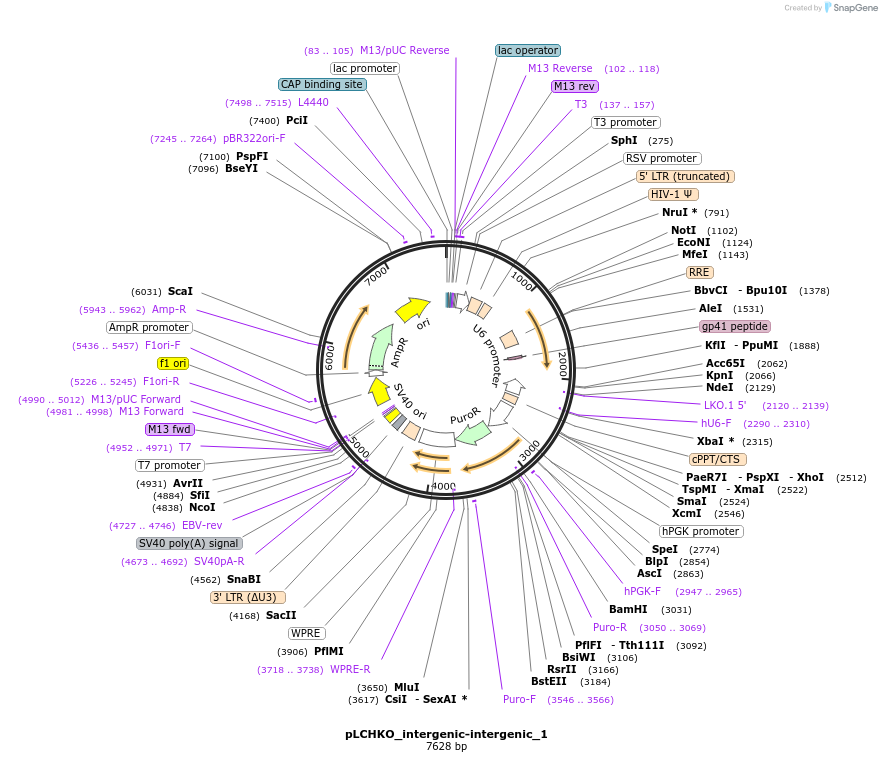 155077-plasmid-map-sequence-id-308535