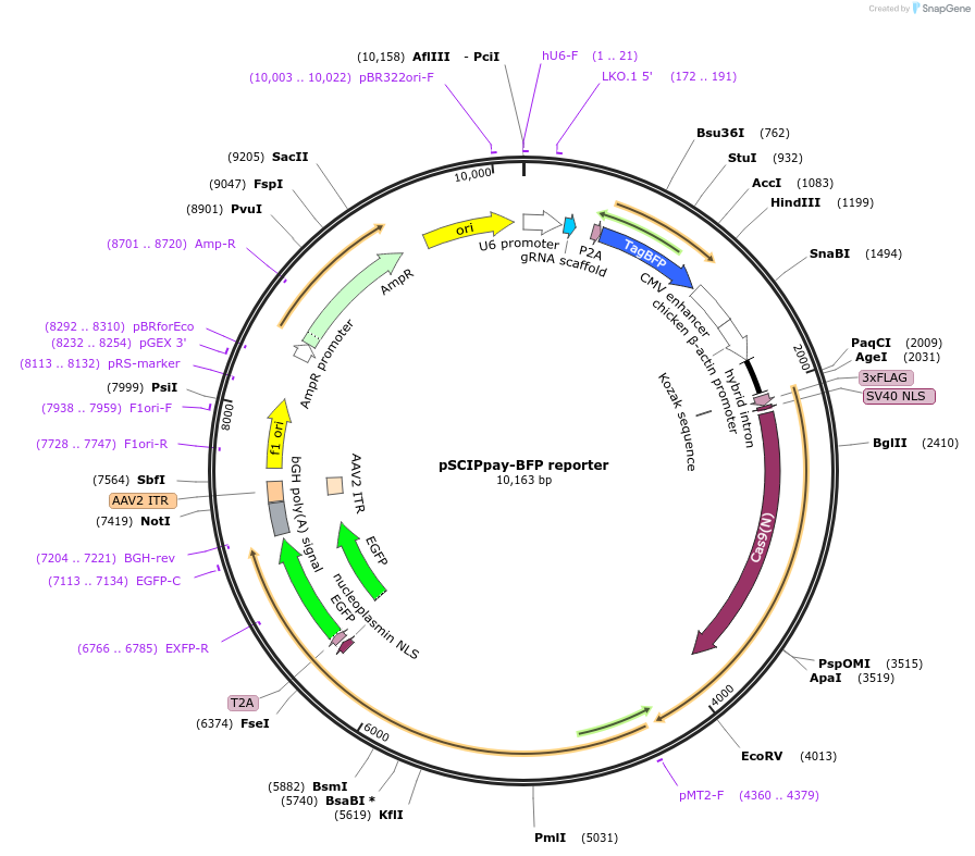 154096-plasmid-map-sequence-id-308569