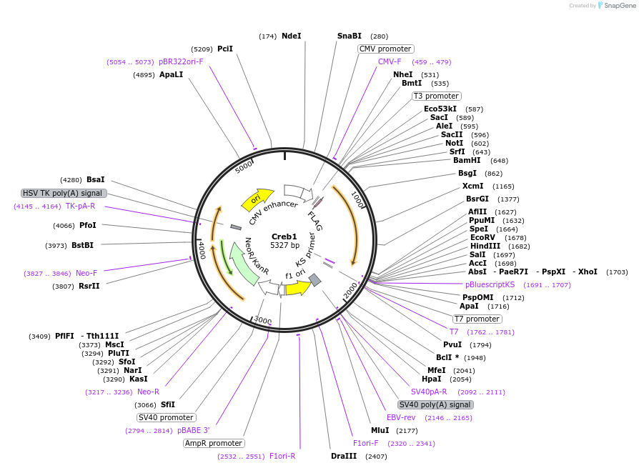154942-plasmid-map-sequence-id-308575