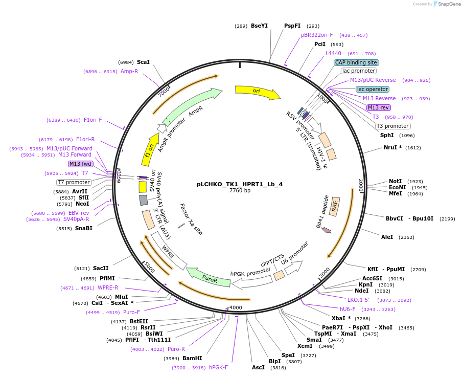 155062-plasmid-map-sequence-id-308576
