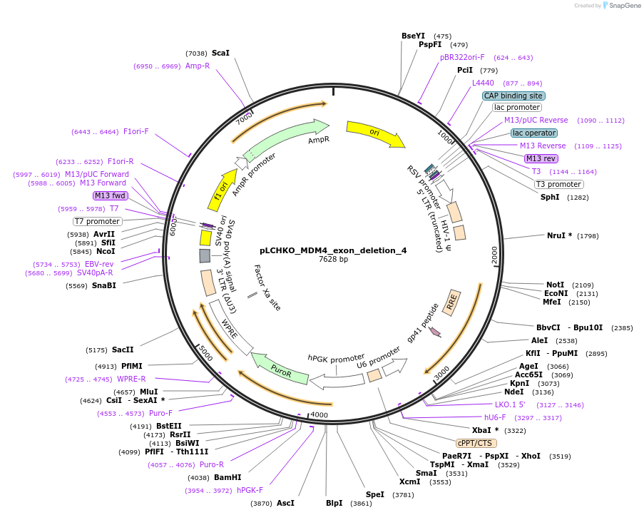 155076-plasmid-map-sequence-id-308577