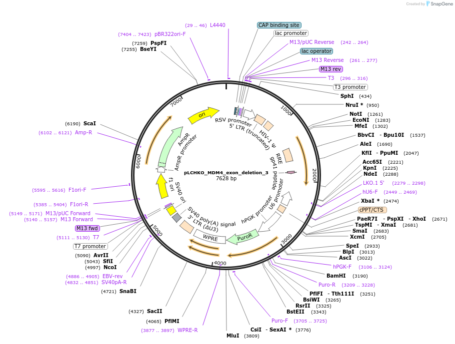 155075-plasmid-map-sequence-id-308578