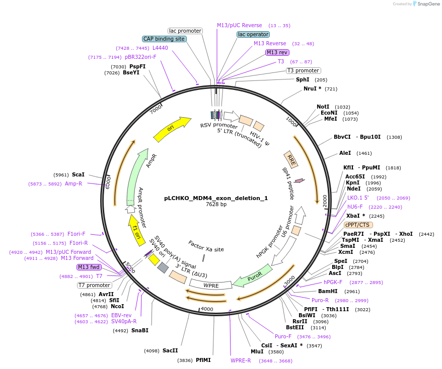 155073-plasmid-map-sequence-id-308586