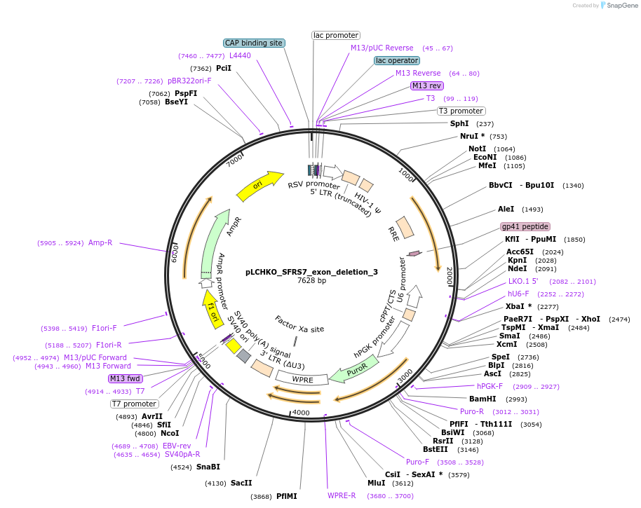 155071-plasmid-map-sequence-id-308587