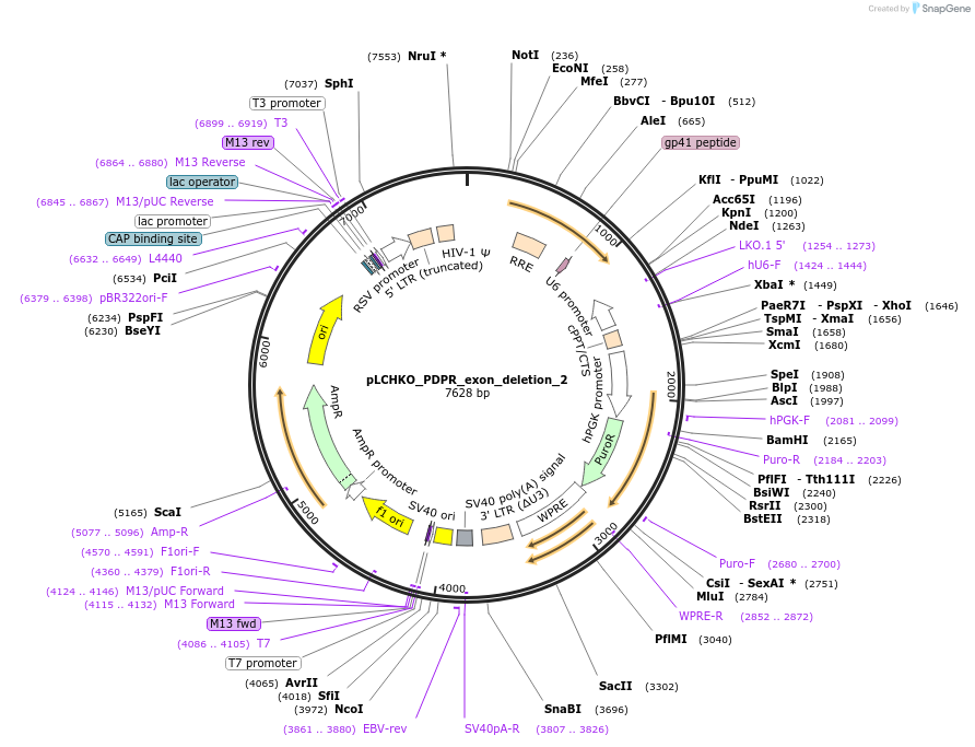 155066-plasmid-map-sequence-id-308590