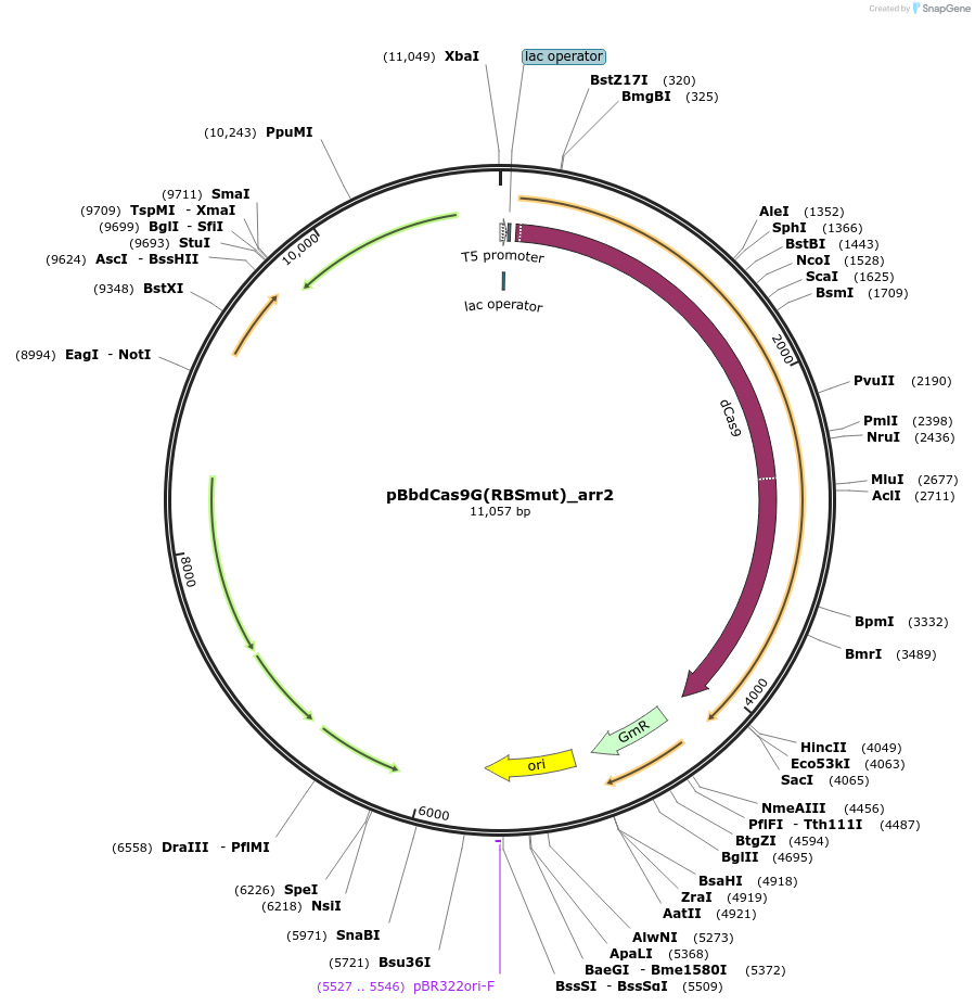 149578-plasmid-map-sequence-id-308591
