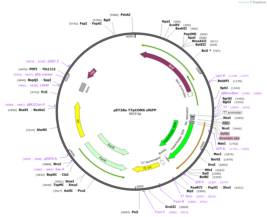 154462-plasmid-map-sequence-id-308627