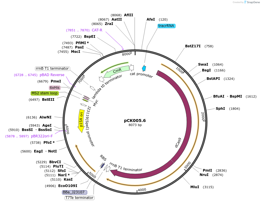 153025-plasmid-map-sequence-id-308629