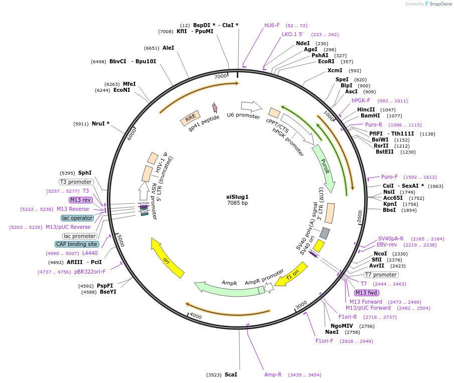 10903-plasmid-map-sequence-id-308649