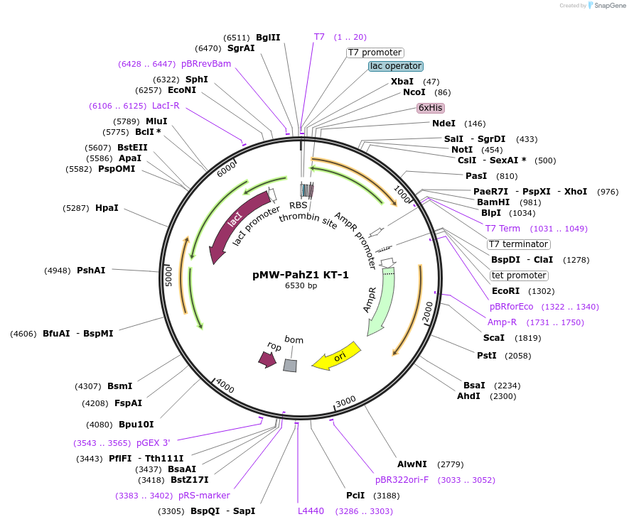 141134-plasmid-map-sequence-id-308652