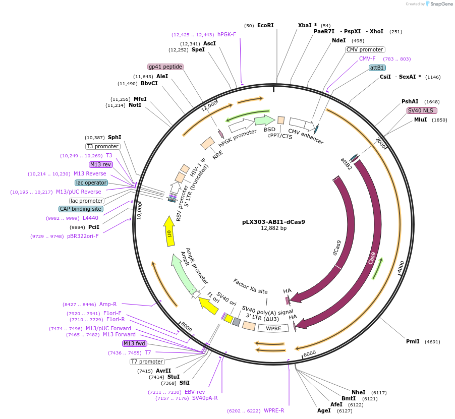 154474-plasmid-map-sequence-id-308663