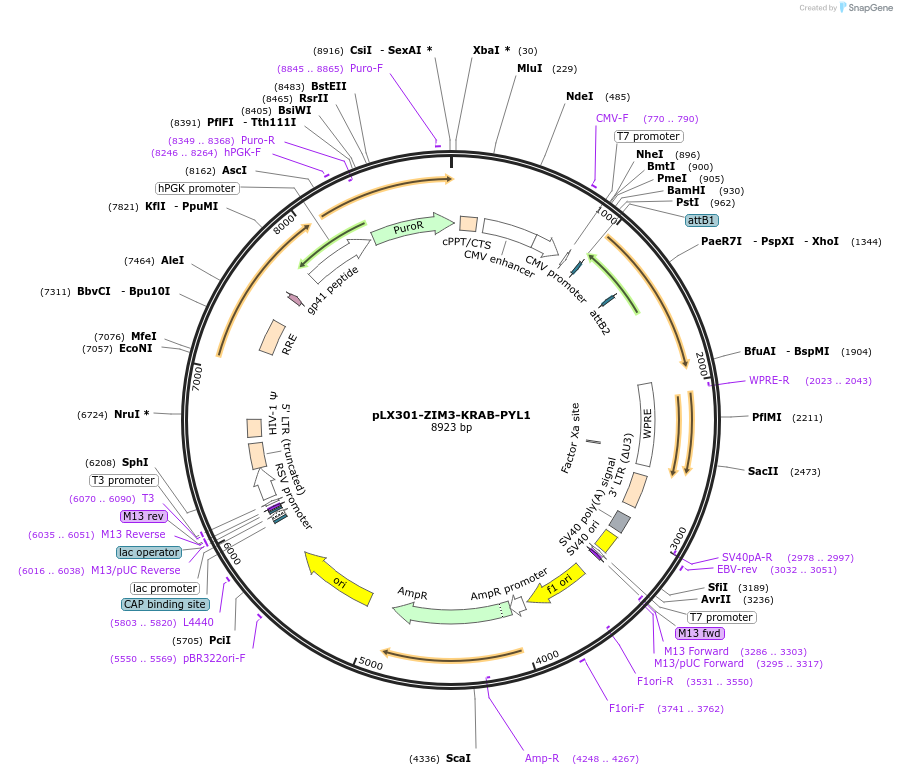 154761-plasmid-map-sequence-id-308665