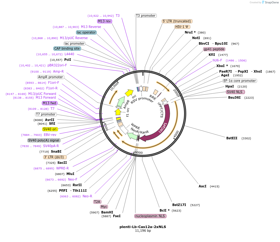 155046-plasmid-map-sequence-id-308670