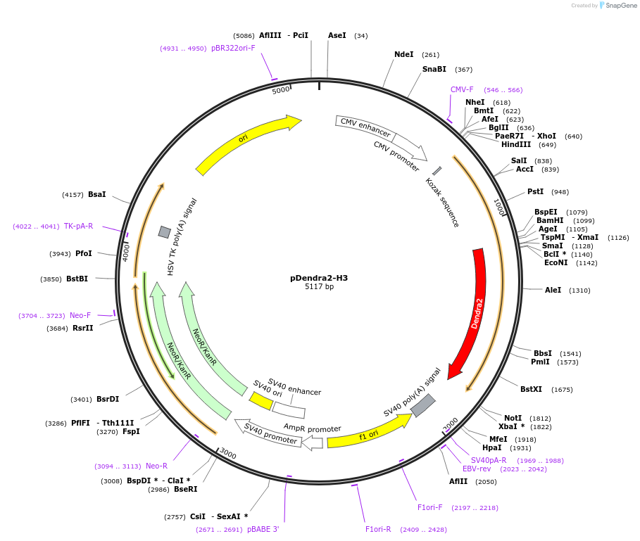 157814-plasmid-map-sequence-id-308684