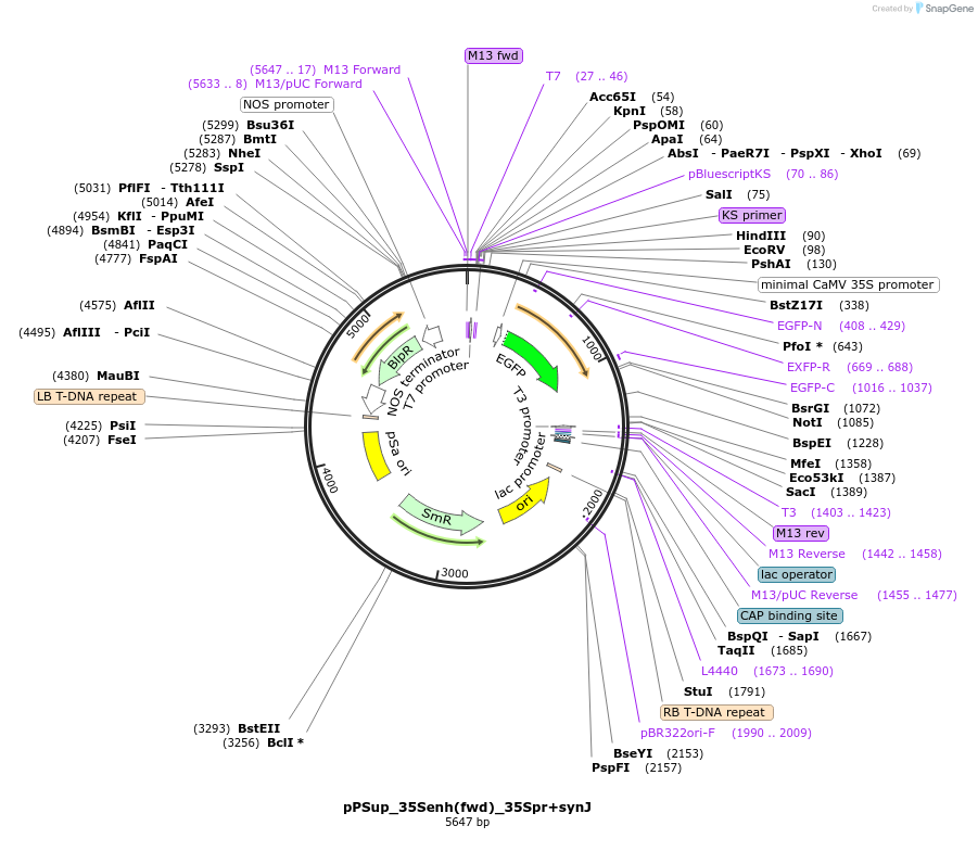 149422-plasmid-map-sequence-id-308692