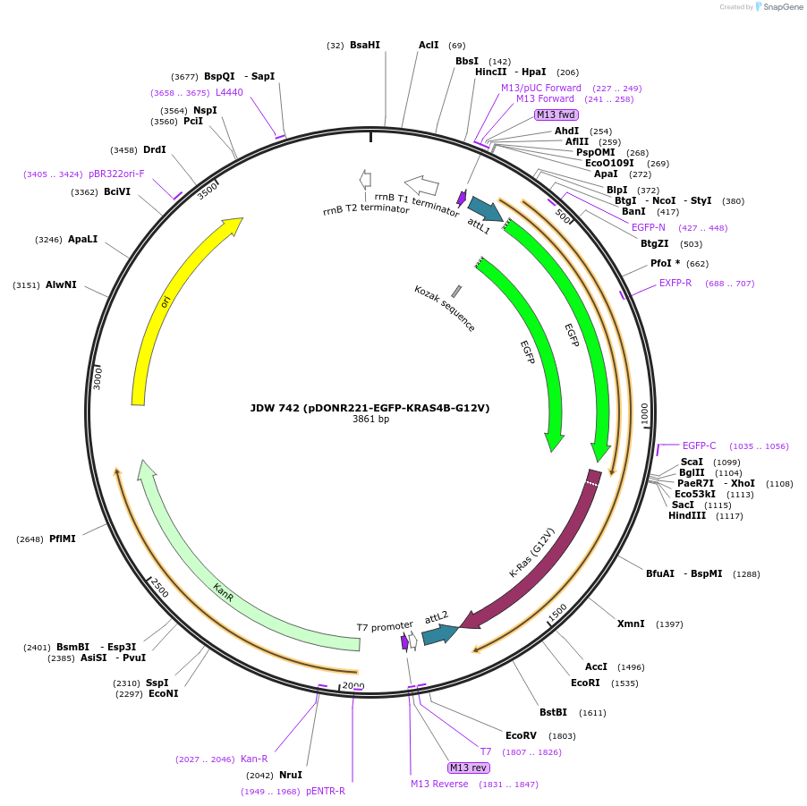 156403-plasmid-map-sequence-id-308696