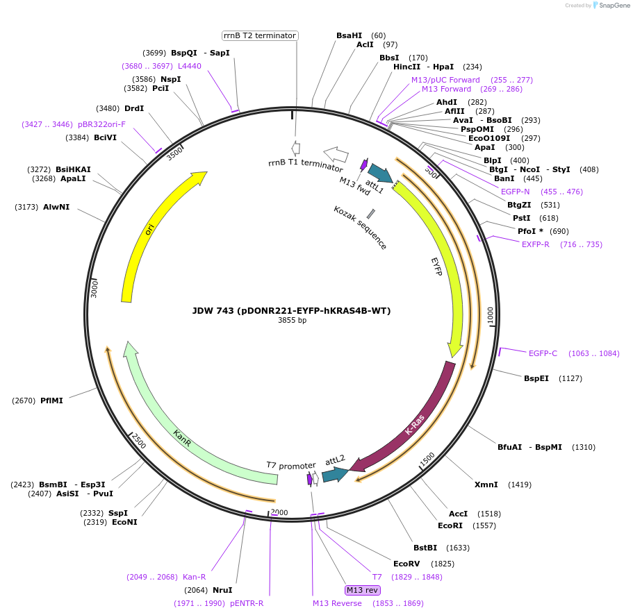 156402-plasmid-map-sequence-id-308701