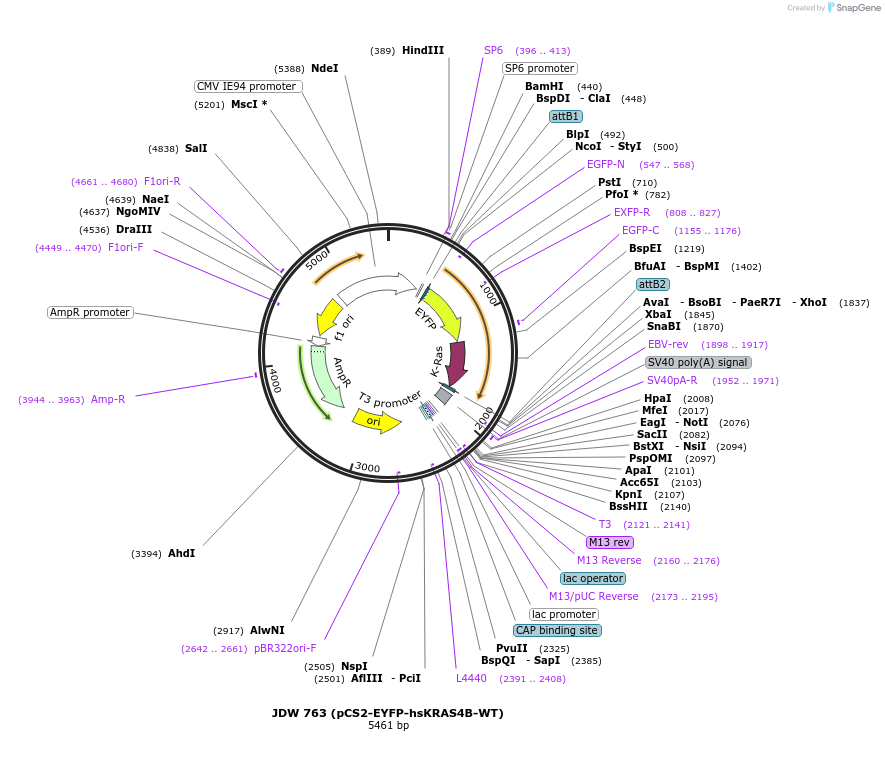 156408-plasmid-map-sequence-id-308703