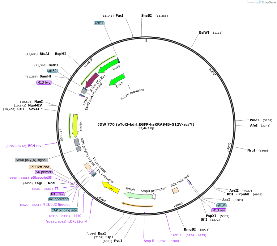 156414-plasmid-map-sequence-id-308707