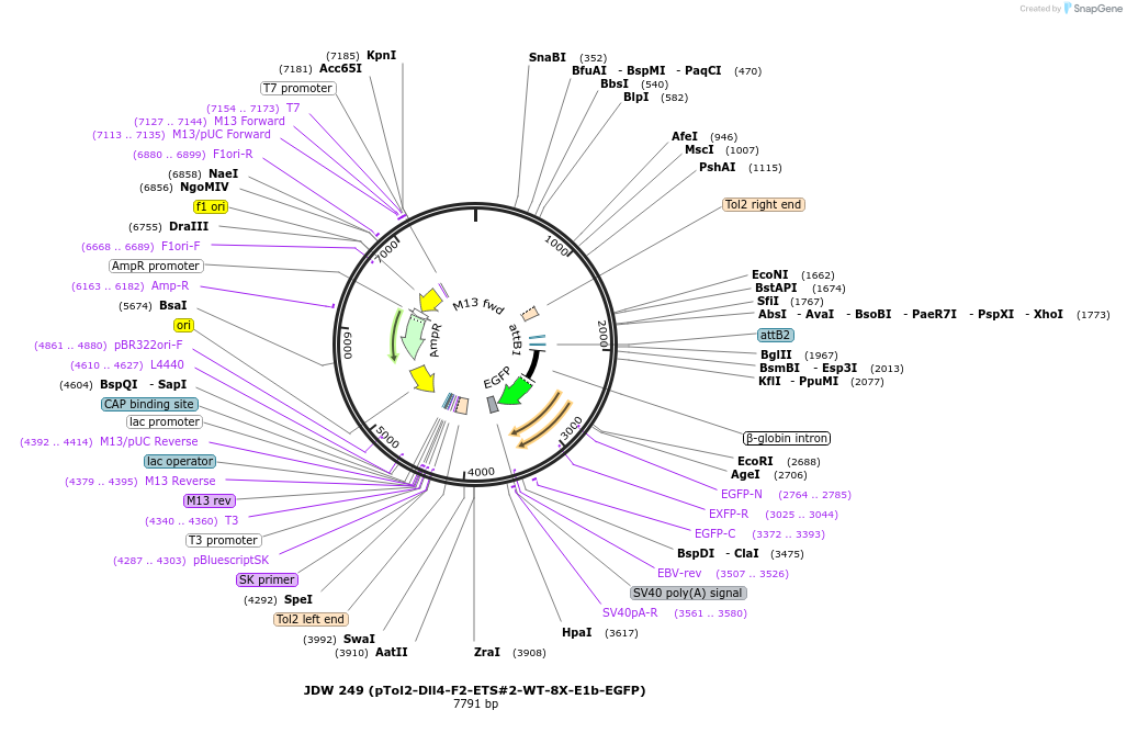 156417-plasmid-map-sequence-id-308709