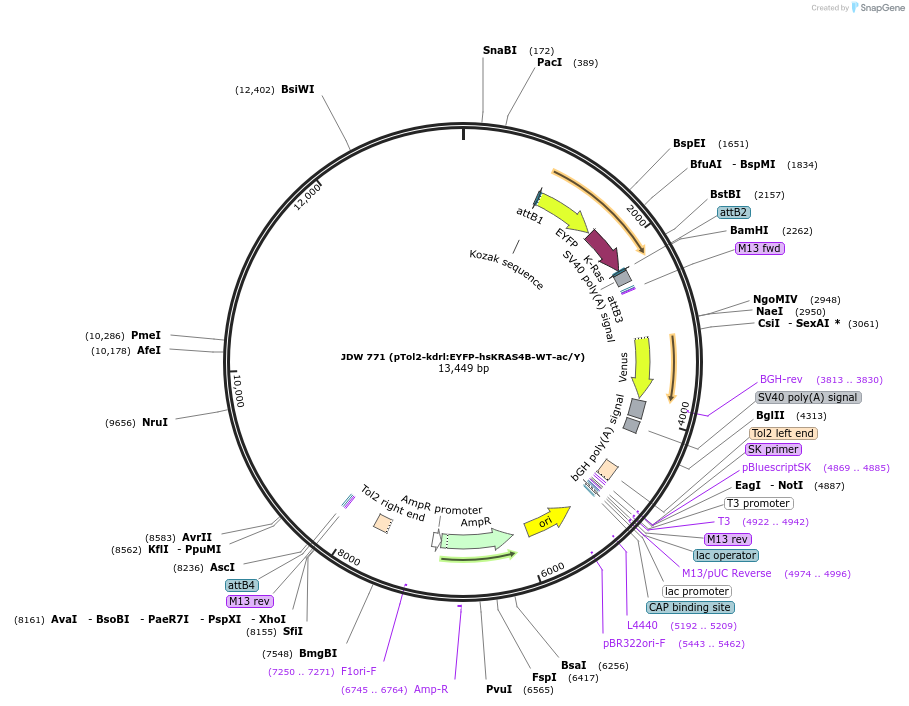 156413-plasmid-map-sequence-id-308710
