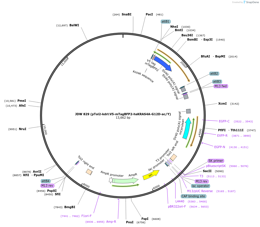 156415-plasmid-map-sequence-id-308711