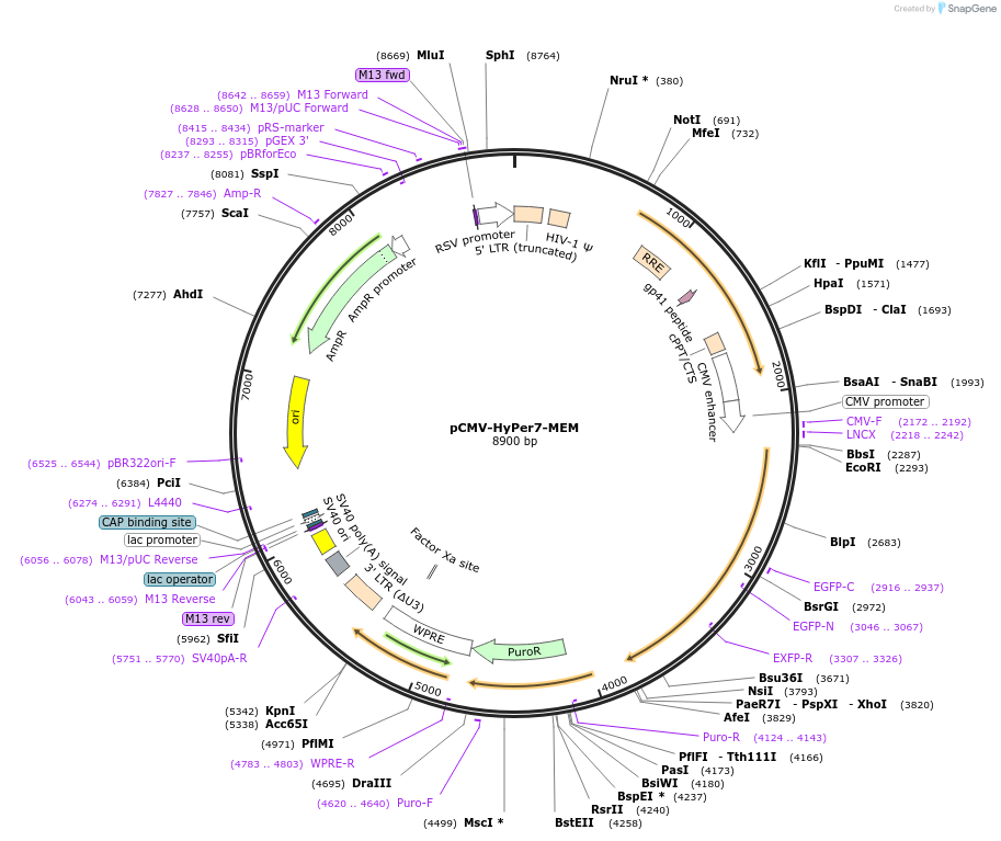 136465-plasmid-map-sequence-id-308714