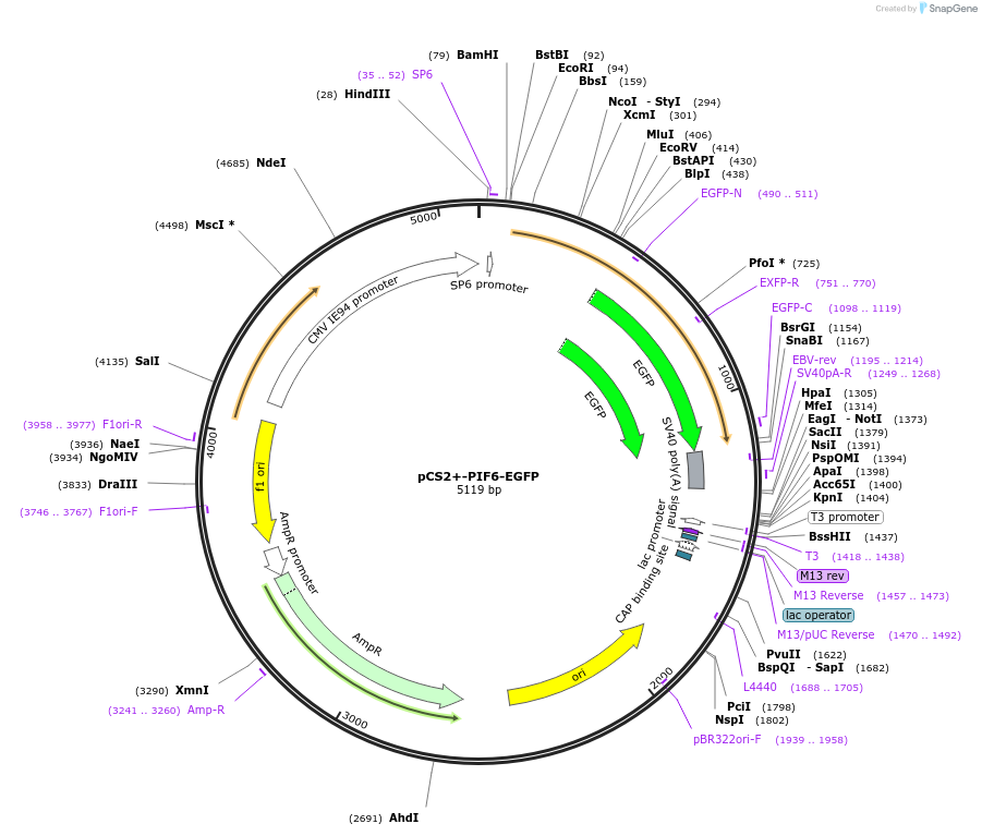 154913-plasmid-map-sequence-id-308719