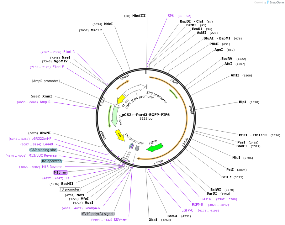 154914-plasmid-map-sequence-id-308721
