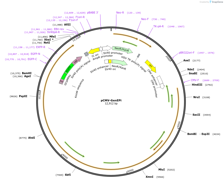 140236-plasmid-map-sequence-id-308737