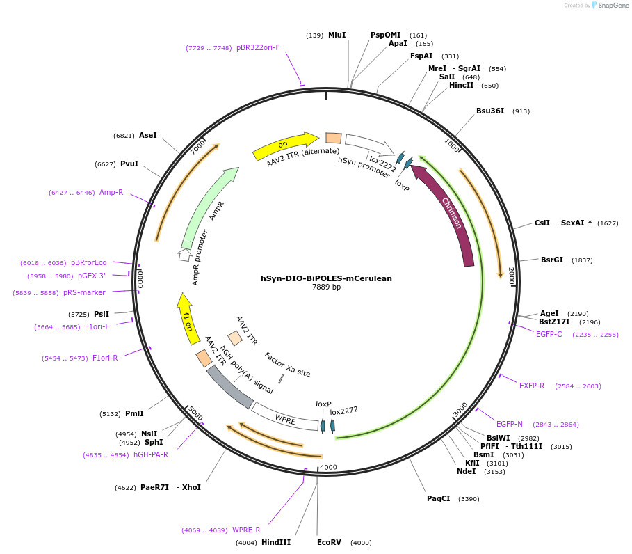 154950-plasmid-map-sequence-id-308760