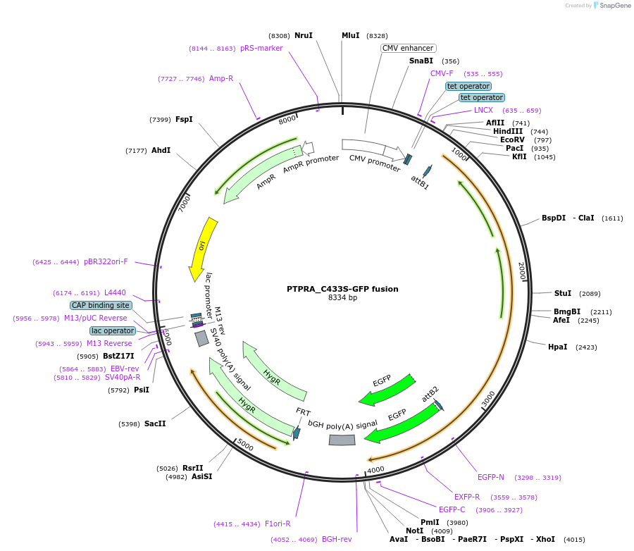 139638-plasmid-map-sequence-id-308761