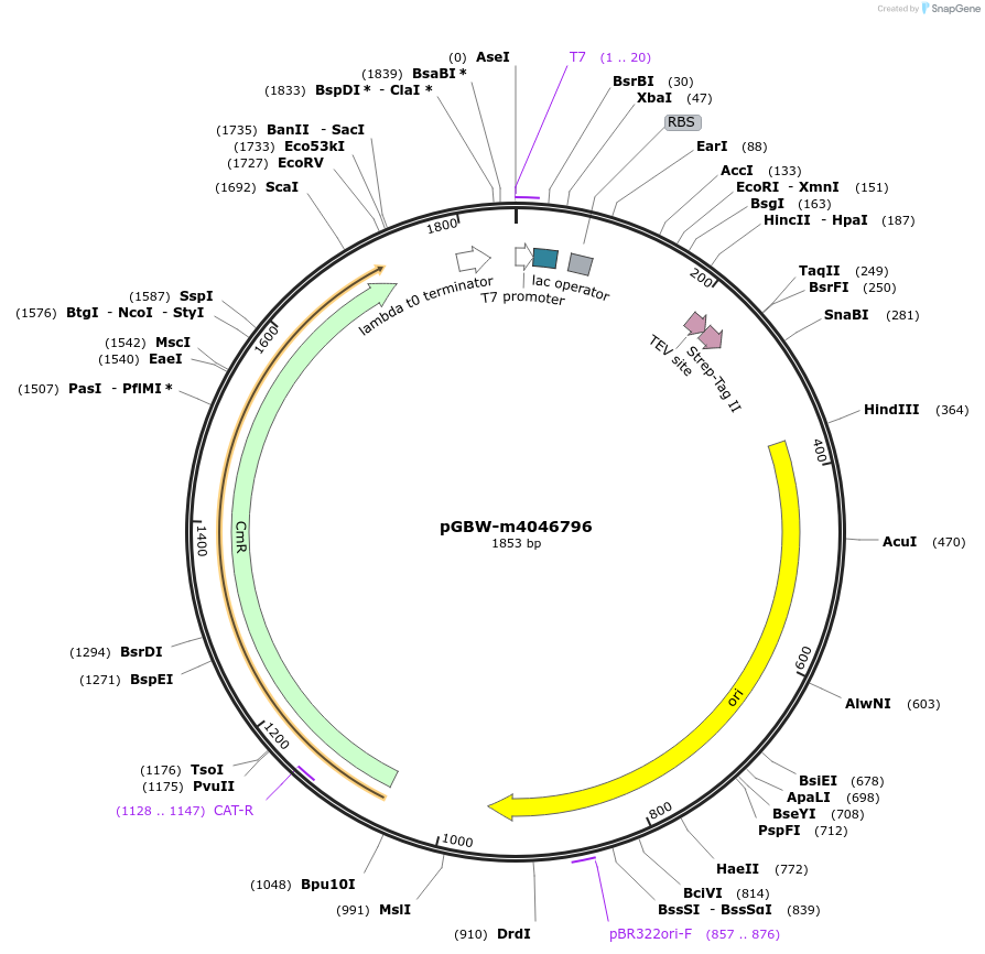 145666-plasmid-map-sequence-id-308762