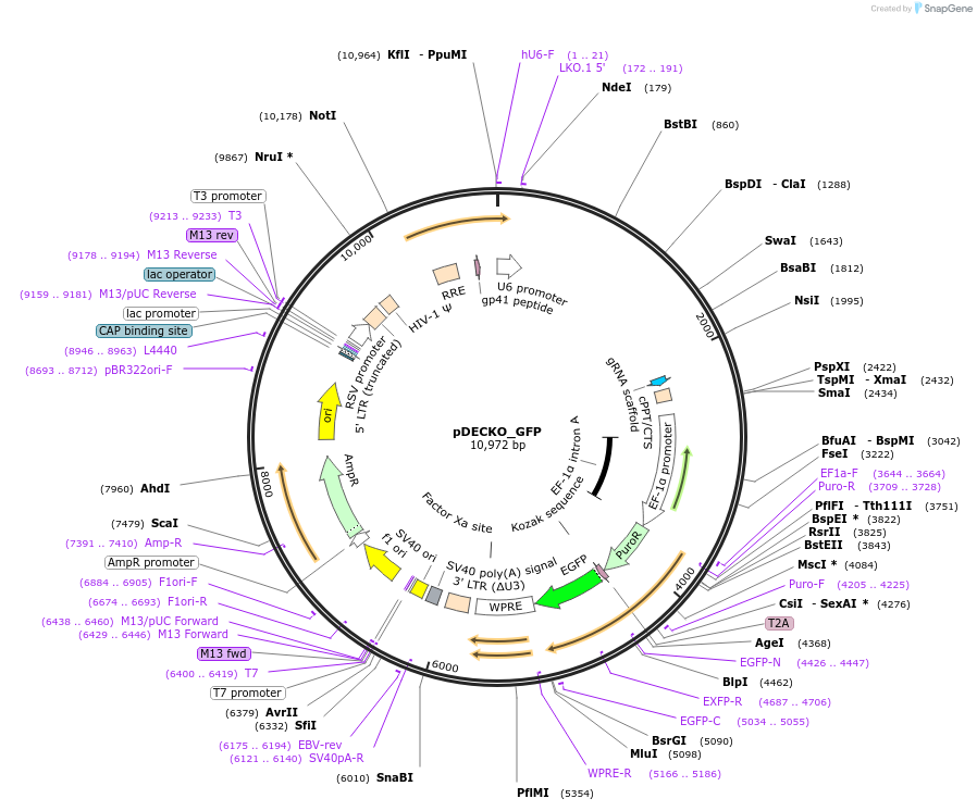 141210-plasmid-map-sequence-id-308773
