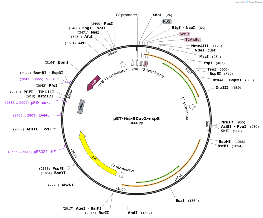154758-plasmid-map-sequence-id-308774