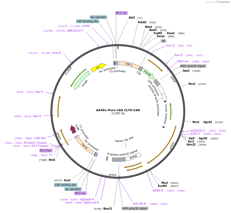 157743-plasmid-map-sequence-id-308780