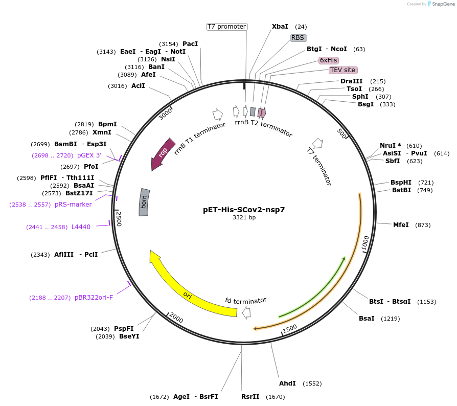 154757-plasmid-map-sequence-id-308781