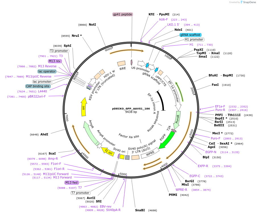 159091-plasmid-map-sequence-id-308784