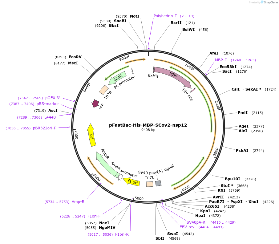 154759-plasmid-map-sequence-id-308788