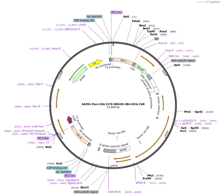 157744-plasmid-map-sequence-id-308789