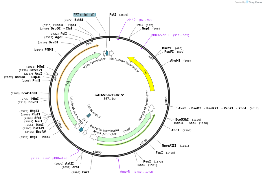 149379-plasmid-map-sequence-id-308791