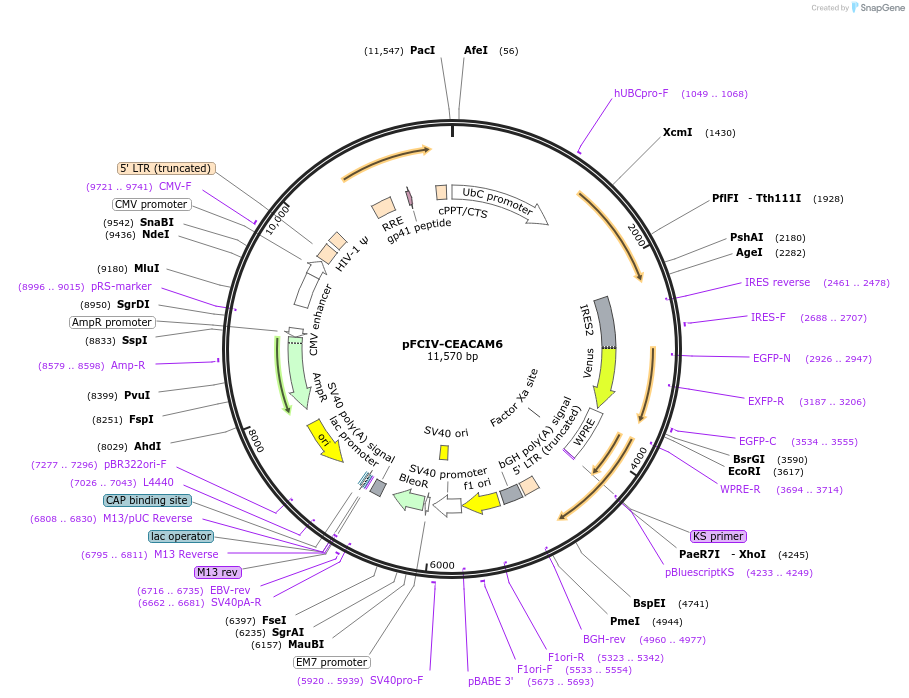 149303-plasmid-map-sequence-id-308793