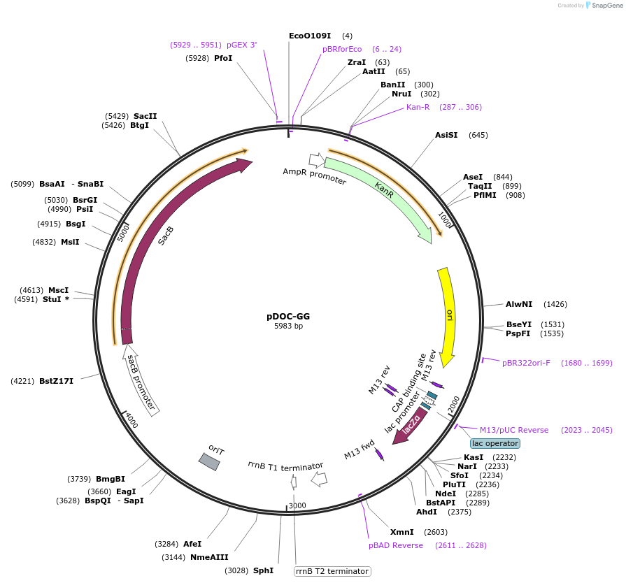 149377-plasmid-map-sequence-id-308794