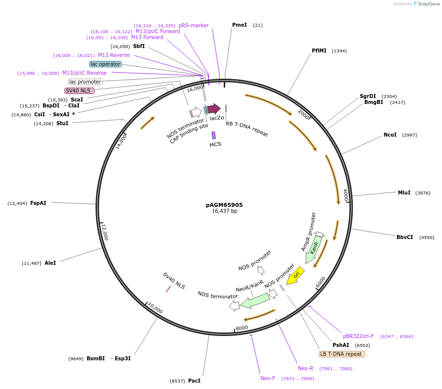 153217-plasmid-map-sequence-id-308795