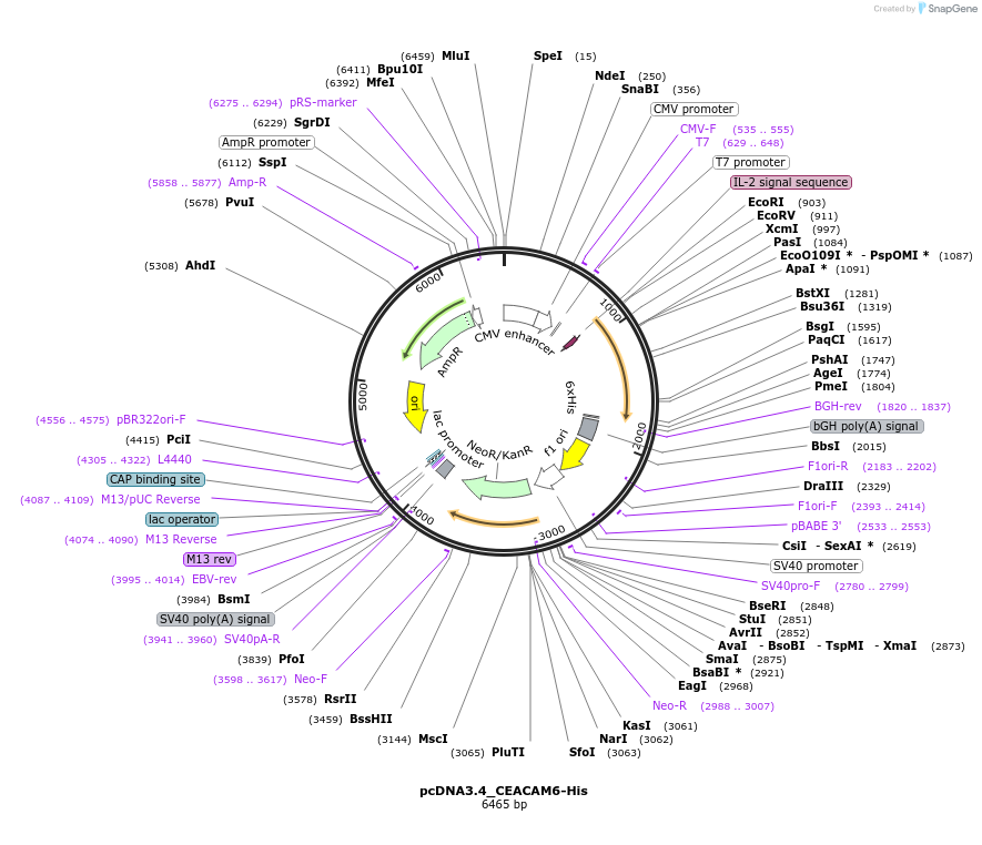 149337-plasmid-map-sequence-id-308797