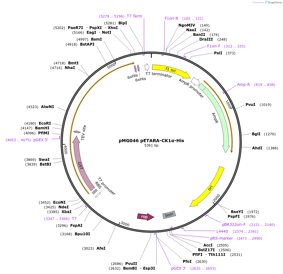 154074-plasmid-map-sequence-id-308800