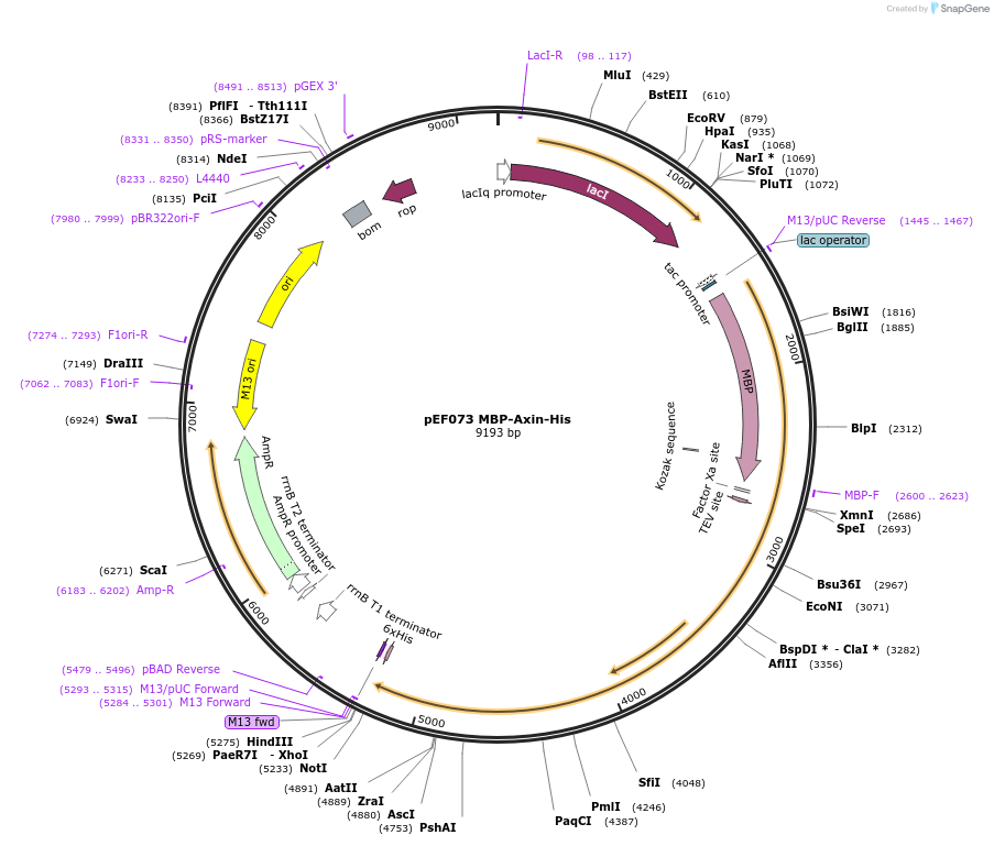 154011-plasmid-map-sequence-id-308801