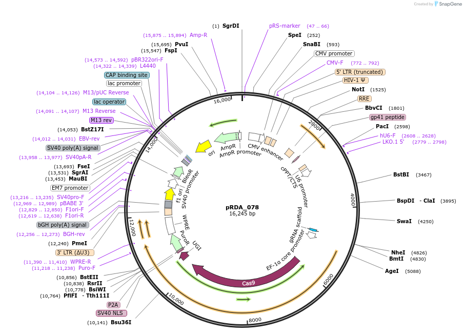 158582-plasmid-map-sequence-id-308802