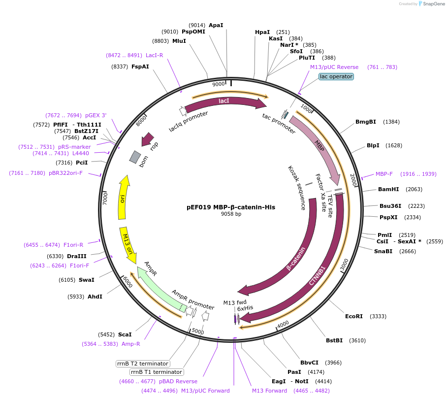 154070-plasmid-map-sequence-id-308805